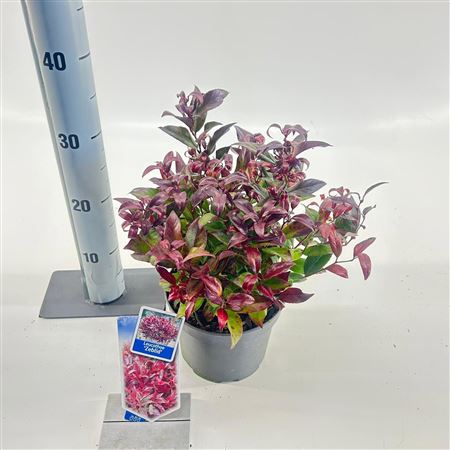 Leucothoe Ax Zeblid
