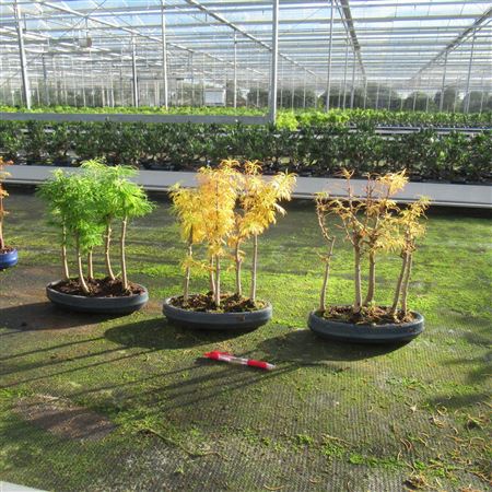 Bonsai Pseudolarix Amabilis, Group 5 Stem