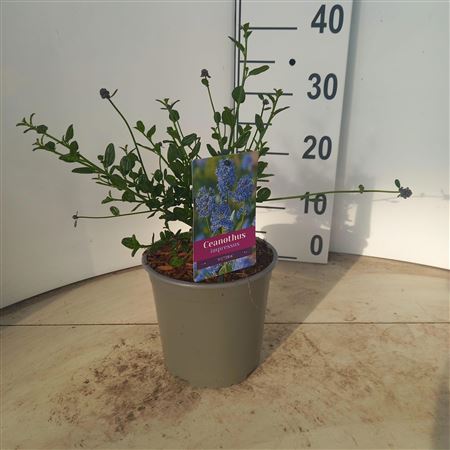 Ceanothus Impressus Victoria