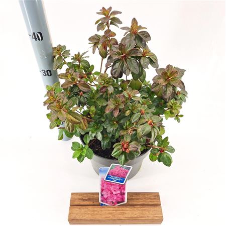 Rhododendron (aj) Flash Dance Pink