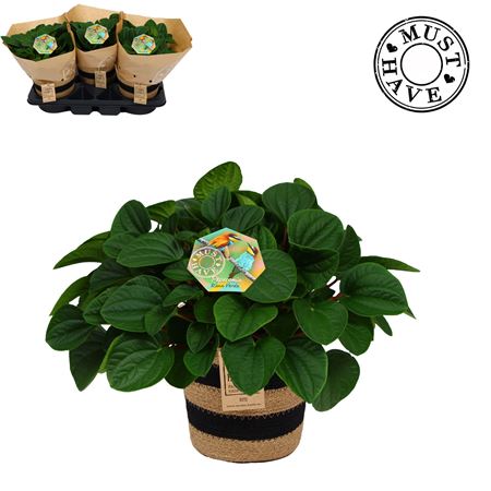 Peperomia Rana Verde In Basket Must Have