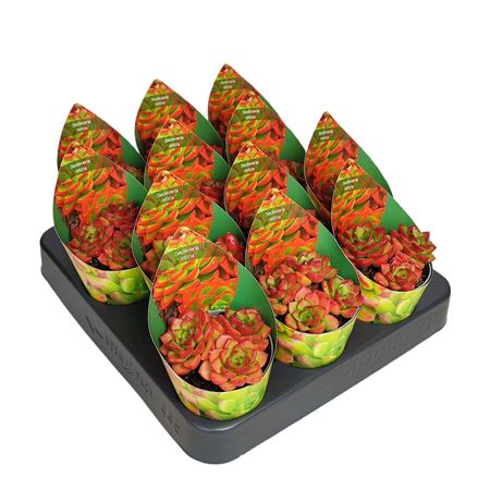 Sedeveria Letizia Potcover