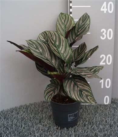 Calathea Sanderiana (ornata)