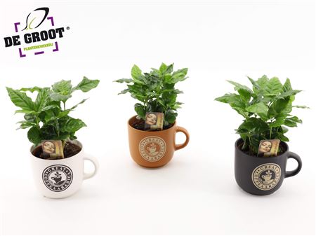 Coffea In Cup