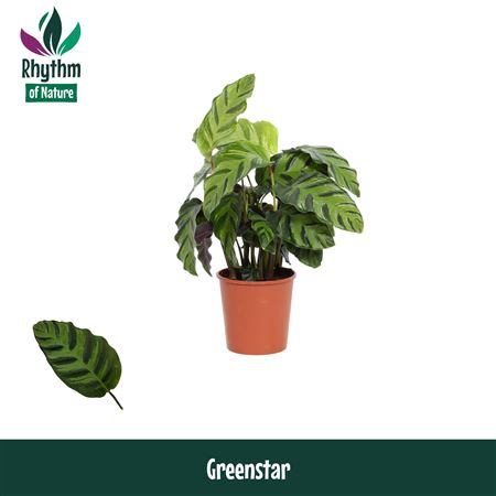 Calathea Greenstar Rhythm Of Nature