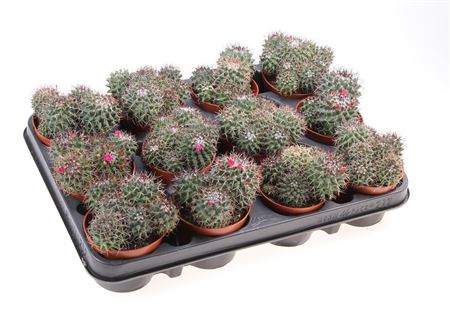 Mammillaria Hildagensis