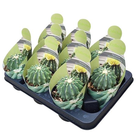 Ferocactus Glaucescens Inermis Potcover