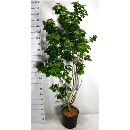 Cercis Chin Avondale