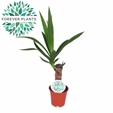 Yucca 20cm Stem 1+