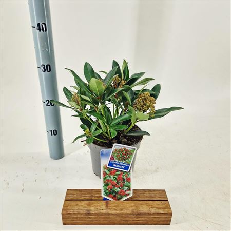 Skimmia Jap Rubesta