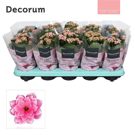 Kal Cal Serenity Pink White (decorum)
