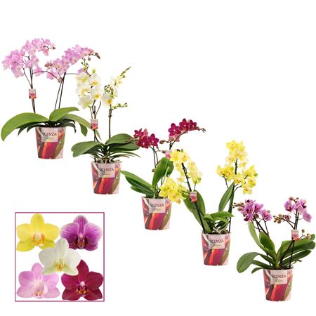 Phal 2st Honey Lip