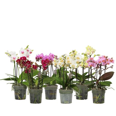 Phal Flora P12 Mix 3-5 Spike