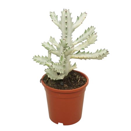 Euphorbia Lactea Variegata 'white Ghost' 17 Cm