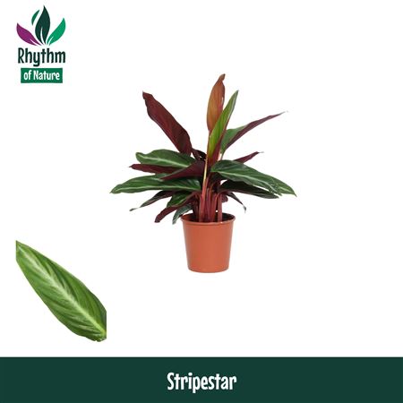 Calathea Stripestar Rhythm Of Nature