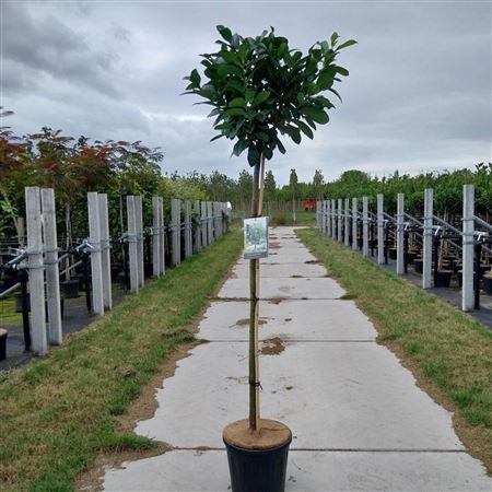 Prunus Laurocerasus Etna On Stem