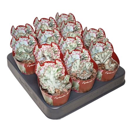 Euphorbia Lactea Crestata White Ghost Potcover