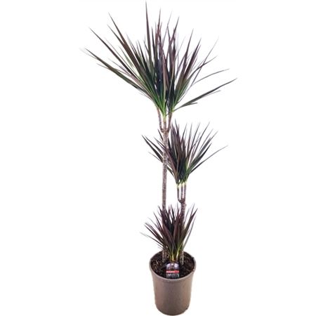 Drac Magenta 75-45-10