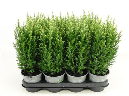 Chamaecyparis Lawsoniana Snow White