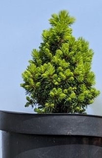 Ель канадская Пикколо