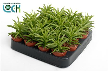 Peperomia Sweet Spark