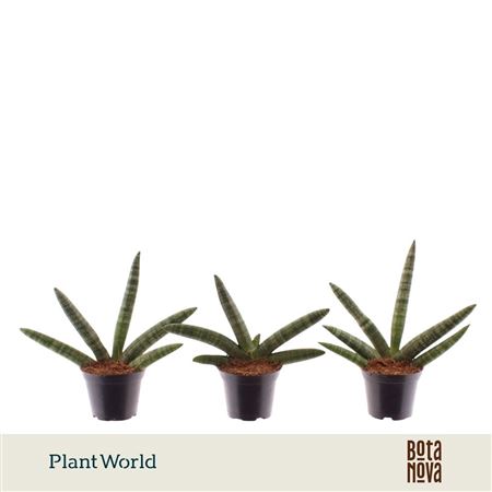 Sansevieria Skyline (decorum)