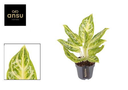Aglaonema Citrus Glow