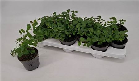 Satureja Douglasii Indian Mint