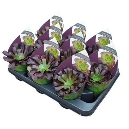Aeonium Arboreum Var Atropurpureum Potcover