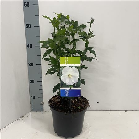 Hibiscus Syr Totus Albus
