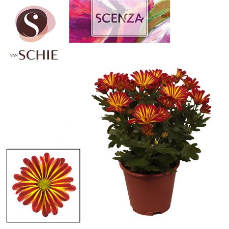 Chrys Magarita Bicolor Rainbow Circus (scenza)