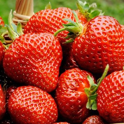 Земляника Гарда