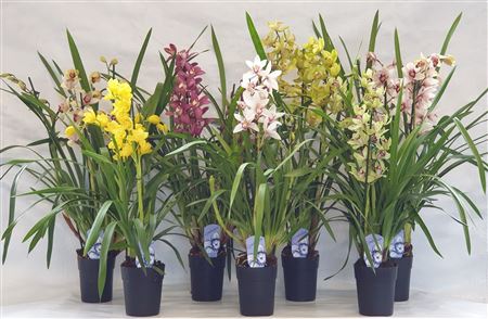 Cymbidium 2-3st Mix