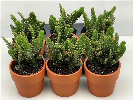 Оптуния Туния Ин Розенпот