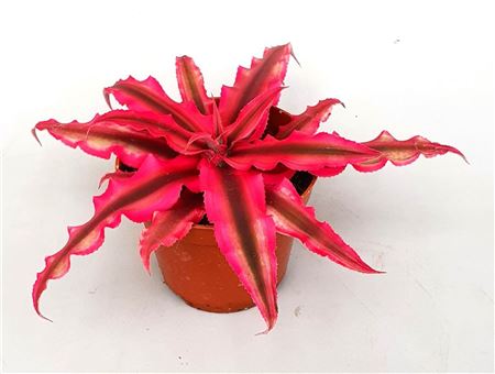 Cryptanthus Rubin Star