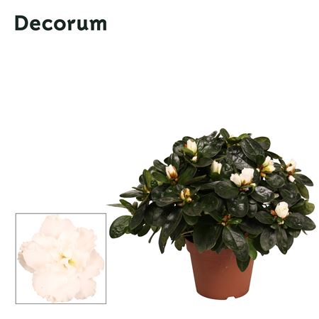 Azalea White (decorum)