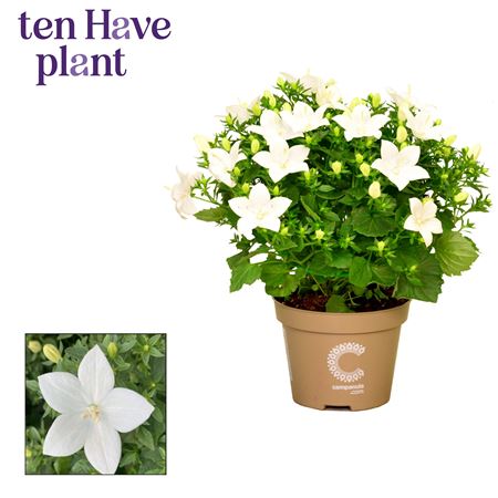 Campanula Iso Atlanta