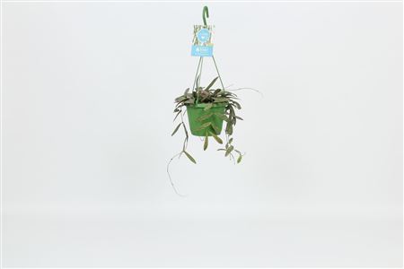 Hoya Sigillatis Hangpot