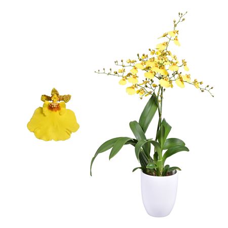 Oncidium 1st Münsterland Stern In White Ceramic