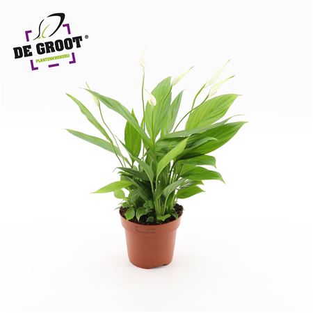 Spath Korto 4+