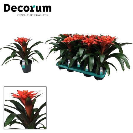 Guzmania Tutti Frutti (decorum)