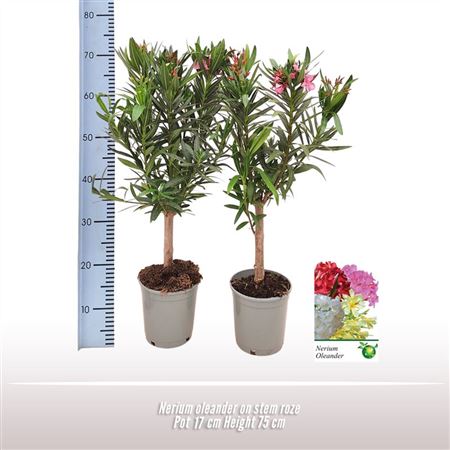 Nerium Oleander Pink On Stem
