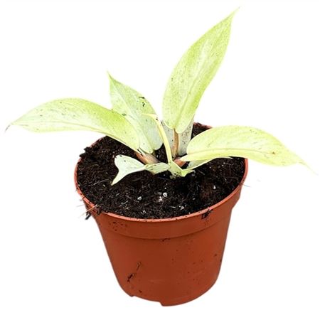 Philodendron Snowdrift