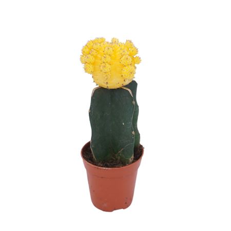 Gymnocalycium Yellow