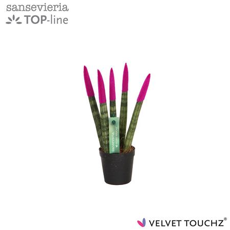 Sansevieria Velvet Touchz Fuchsia