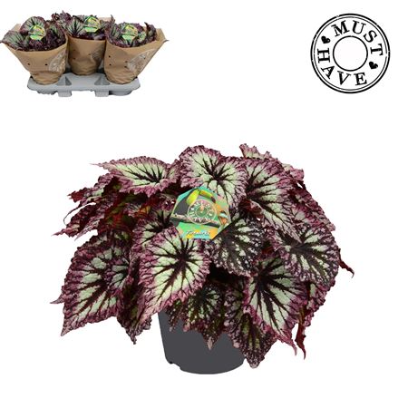 Begonia Rex Fireworks Must Have