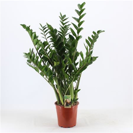 Zamioculcas 10+