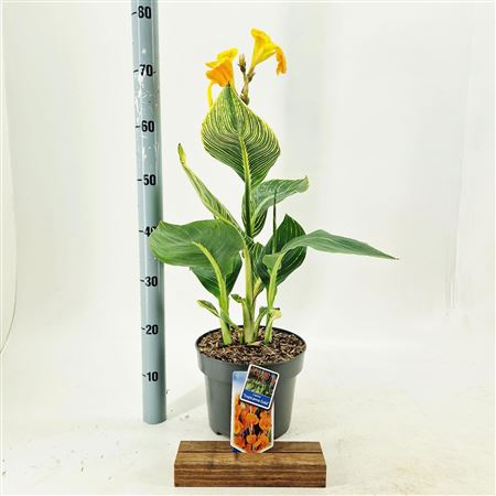 Canna Tropiccana Gold