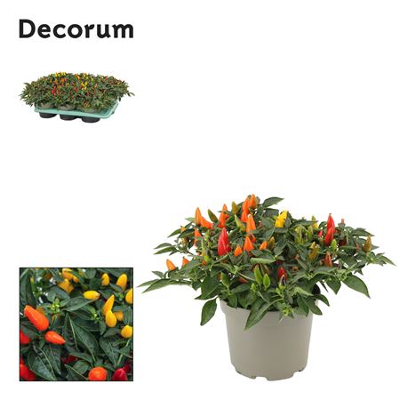 Capscium An Torero Tricolori