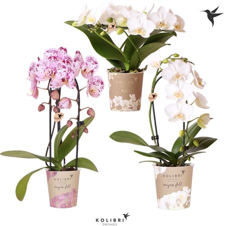 Phal Kolibri Fountain 1st Mix 15+ (ok)